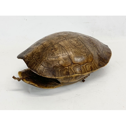 219 - A tortoise shell. 31cm