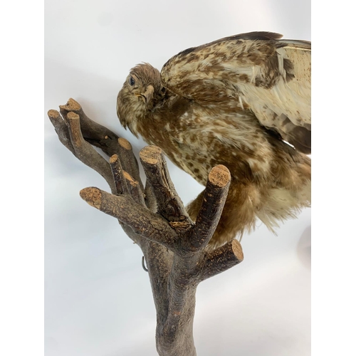 A taxidermy hawk. 66cm