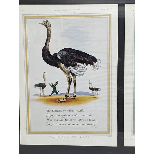 268 - 2 framed Guinness Advertising prints. From the 26th January 1952 and June 28th 1952 edition of The I... 