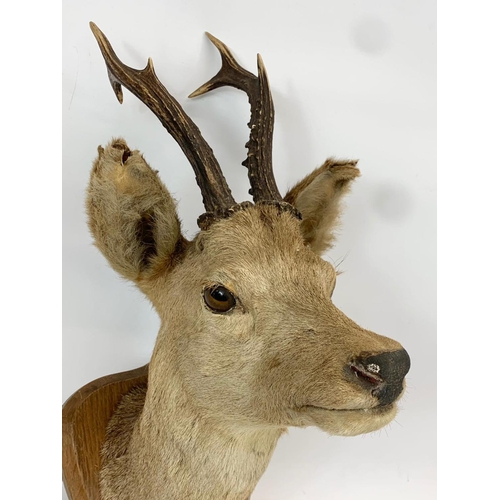 59 - A vintage wall mounted Taxidermy Deer. 52cm