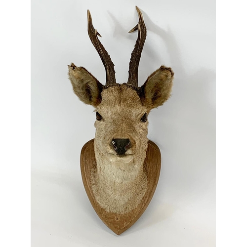 59 - A vintage wall mounted Taxidermy Deer. 52cm