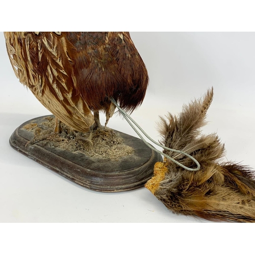 60 - A vintage taxidermy Pheasant on wooden base. 74 x 37cm