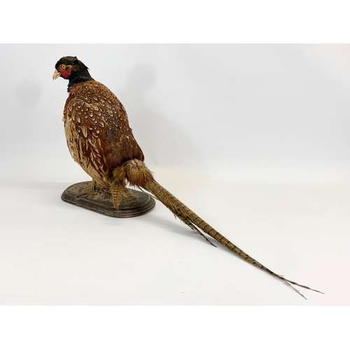 60 - A vintage taxidermy Pheasant on wooden base. 74 x 37cm