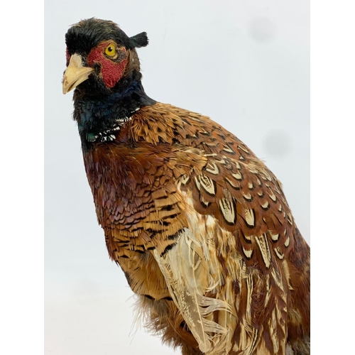 60 - A vintage taxidermy Pheasant on wooden base. 74 x 37cm