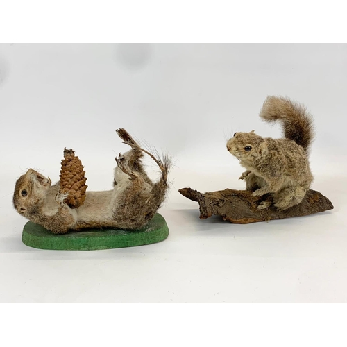 61 - 2 vintage Taxidermy Squirrels. 24cm.