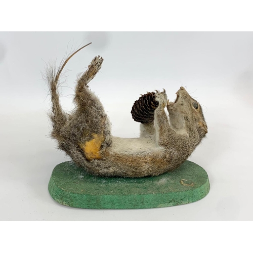 61 - 2 vintage Taxidermy Squirrels. 24cm.