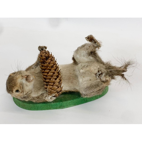 61 - 2 vintage Taxidermy Squirrels. 24cm.