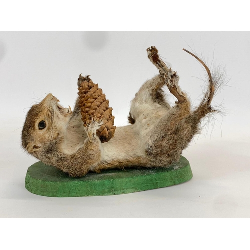 61 - 2 vintage Taxidermy Squirrels. 24cm.