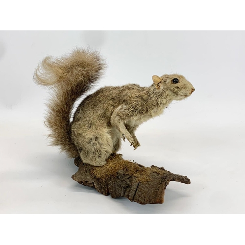 61 - 2 vintage Taxidermy Squirrels. 24cm.