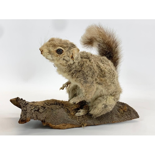 61 - 2 vintage Taxidermy Squirrels. 24cm.