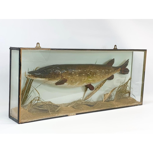 62 - A large Taxidermy Pike in wall mounted display case. Case measures 89 x 13 x 37cm