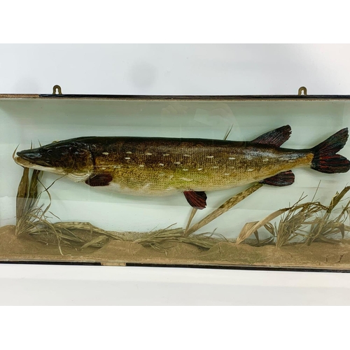 62 - A large Taxidermy Pike in wall mounted display case. Case measures 89 x 13 x 37cm