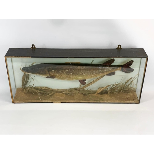 62 - A large Taxidermy Pike in wall mounted display case. Case measures 89 x 13 x 37cm