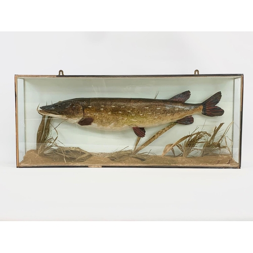 62 - A large Taxidermy Pike in wall mounted display case. Case measures 89 x 13 x 37cm