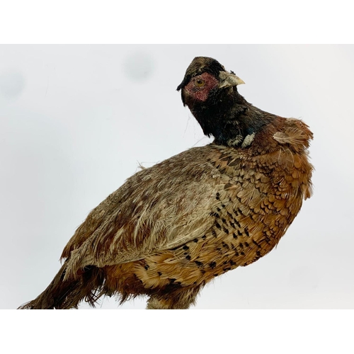 63 - A vintage Taxidermy Pheasant on base. 49cm tall.