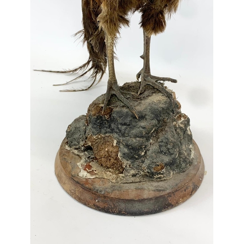 63 - A vintage Taxidermy Pheasant on base. 49cm tall.