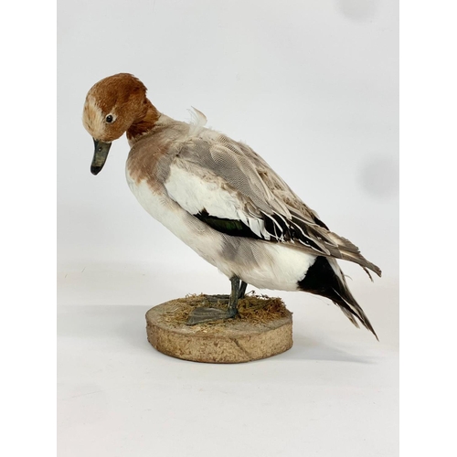 64 - A vintage Taxidermy Duck on base. 36 x 29cm