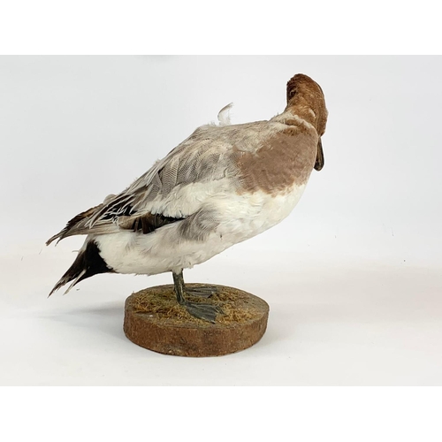 64 - A vintage Taxidermy Duck on base. 36 x 29cm