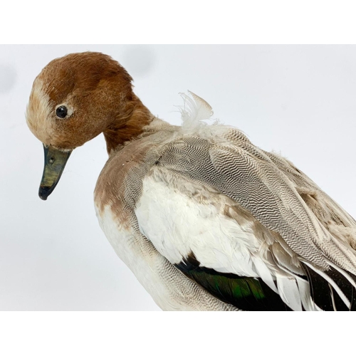 64 - A vintage Taxidermy Duck on base. 36 x 29cm