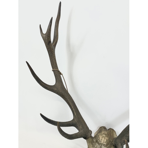 32 - Vintage deer antlers. 59 x 75cm