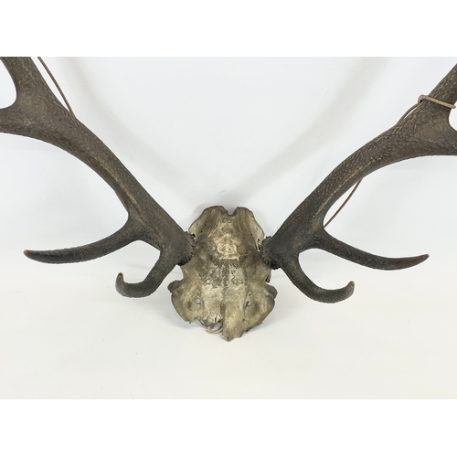 32 - Vintage deer antlers. 59 x 75cm