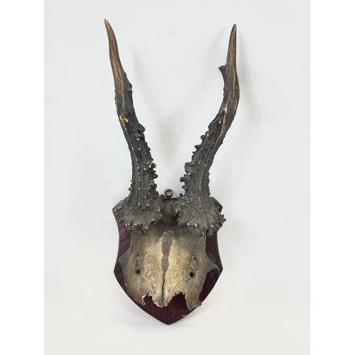 33 - 2 vintage wall mounted antlers. Largest 61 x 51cm