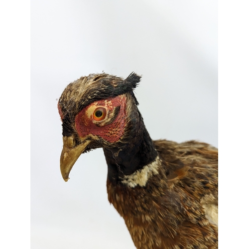 80 - A taxidermy pheasant. 34x37cm