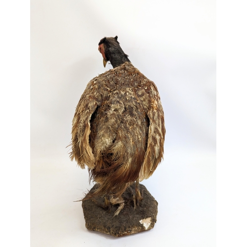 80 - A taxidermy pheasant. 34x37cm