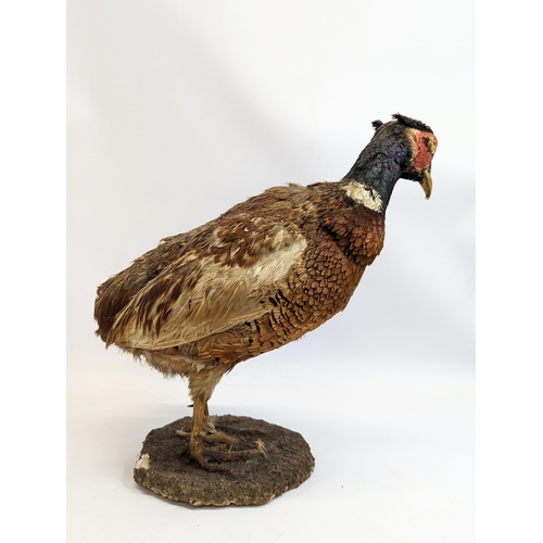 80 - A taxidermy pheasant. 34x37cm