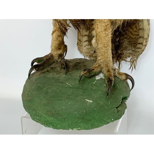 158 - A large vintage Taxidermy Owl. 85cm.