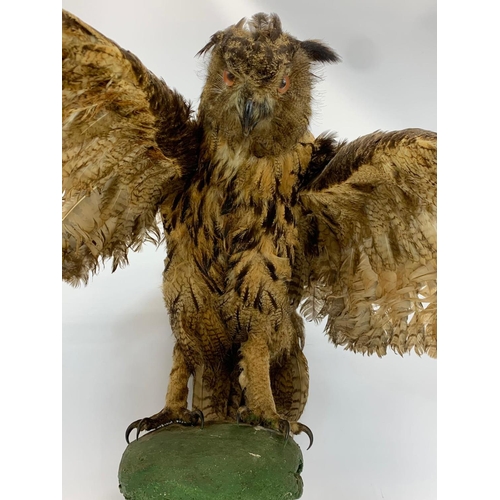 158 - A large vintage Taxidermy Owl. 85cm.