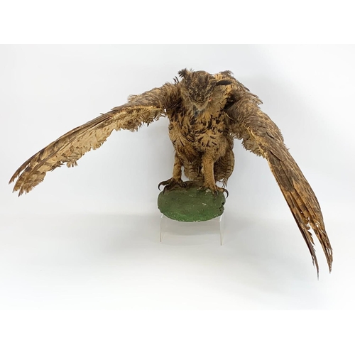 158 - A large vintage Taxidermy Owl. 85cm.