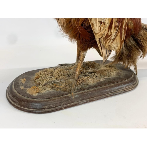 158 - A large vintage Taxidermy Owl. 85cm.