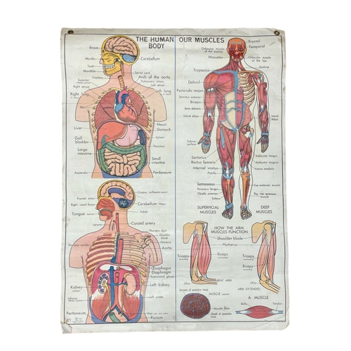 17 - A 1967 anatomical 2 sided poster. 92x125cm