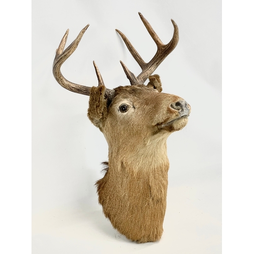 11 - A large vintage taxidermy wall mounted deer. 41x52x54cm