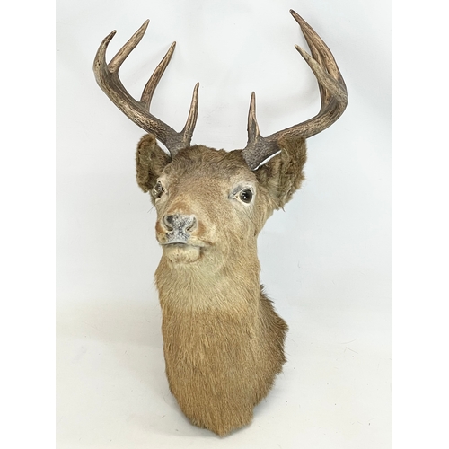 11 - A large vintage taxidermy wall mounted deer. 41x52x54cm