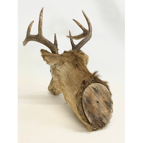 11 - A large vintage taxidermy wall mounted deer. 41x52x54cm