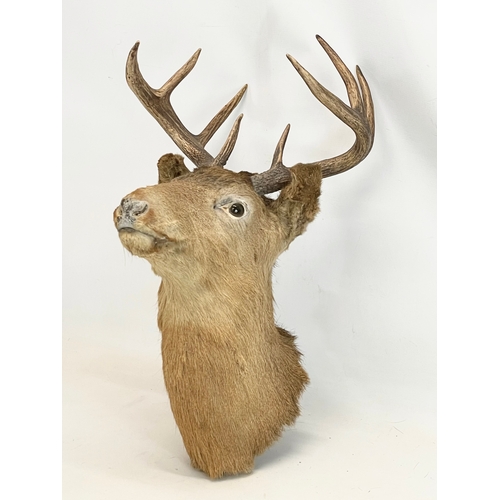 11 - A large vintage taxidermy wall mounted deer. 41x52x54cm