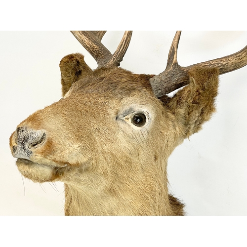 11 - A large vintage taxidermy wall mounted deer. 41x52x54cm