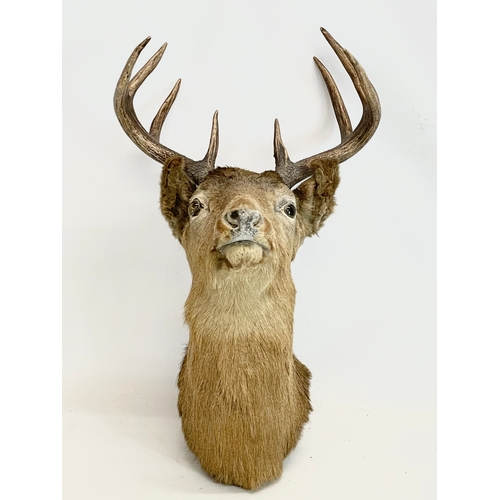 11 - A large vintage taxidermy wall mounted deer. 41x52x54cm