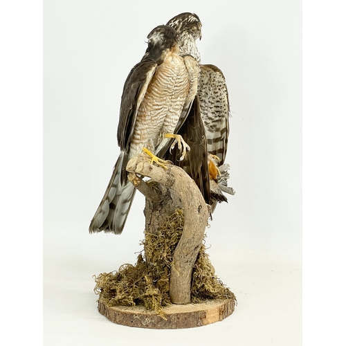 135 - A vintage taxidermy of an Eurasian sparrowhawk and a Northern goshawk. 41cm