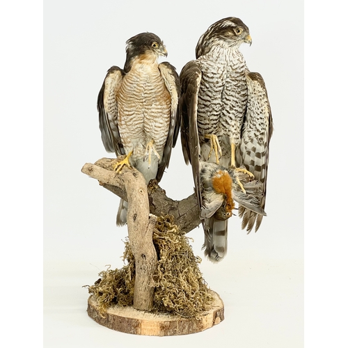 135 - A vintage taxidermy of an Eurasian sparrowhawk and a Northern goshawk. 41cm