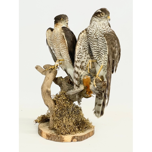 135 - A vintage taxidermy of an Eurasian sparrowhawk and a Northern goshawk. 41cm