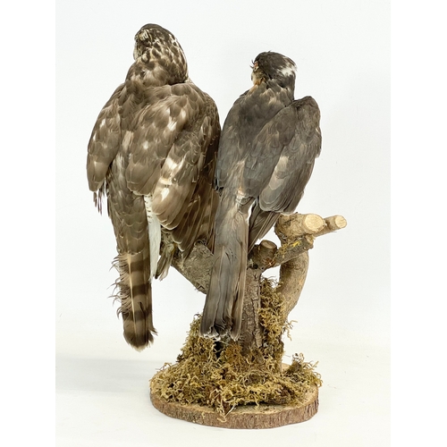 135 - A vintage taxidermy of an Eurasian sparrowhawk and a Northern goshawk. 41cm