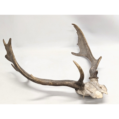 136 - Vintage deer antlers. 54cm wide.