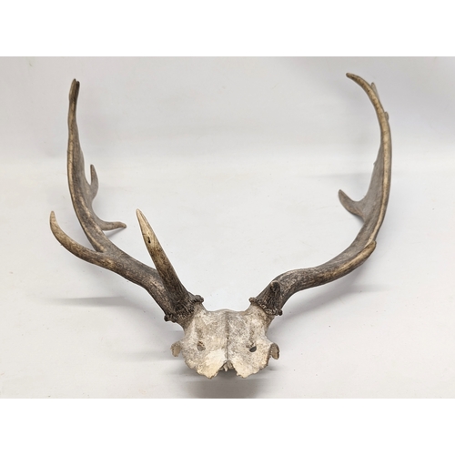 136 - Vintage deer antlers. 54cm wide.