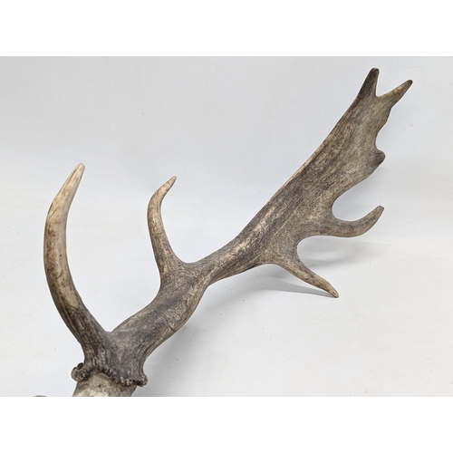 136 - Vintage deer antlers. 54cm wide.