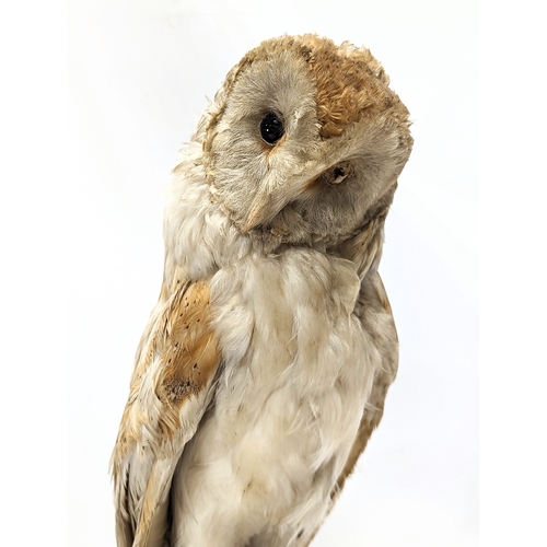 137 - A vintage taxidermy barn owl on stand. 40cm