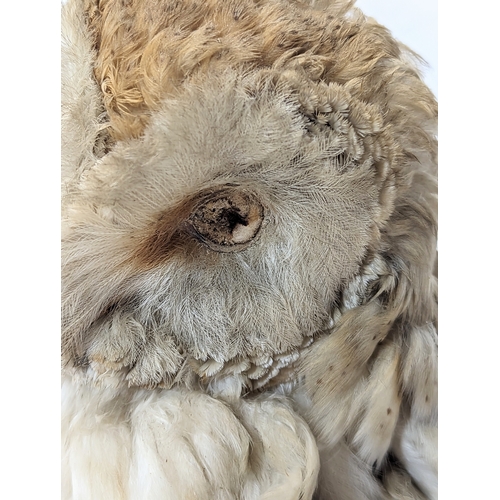 137 - A vintage taxidermy barn owl on stand. 40cm