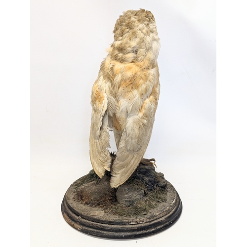 137 - A vintage taxidermy barn owl on stand. 40cm